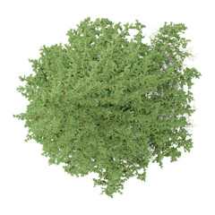 Obraz premium collection of Thyme plant isolated on transparent Canvas