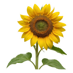 Fototapeta premium Close-up of a vibrant yellow sunflower.