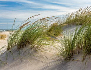 Coastal Sand Dunes with Grass Under a Bright Sky by the Ocean
