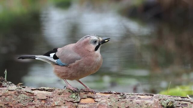 Eichelh&auml;her (Garrulus glandarius) 