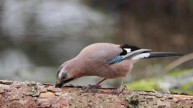 Eichelh&auml;her (Garrulus glandarius) 