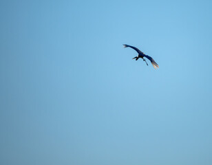Obraz premium Marsh harrier flying isolated on blue sky background