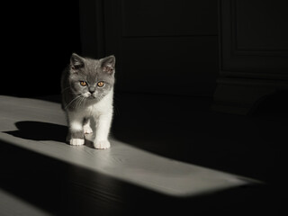 British shorthair bicolor kitten portrait on white parquet, baby gray cat
