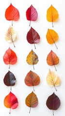 Fototapeta premium Autumn Leaves: A Spectrum of Colors