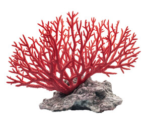 red coral reef on white transparent background, ocean aquarium waterscape element, cutout png