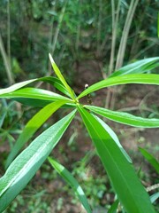 Obraz premium Close-Up of Green Plant