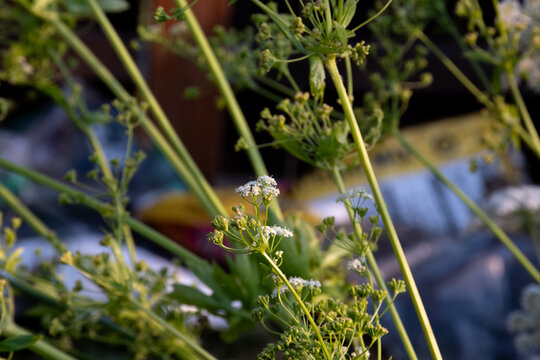 Bolted Carrot Plant in Flower, Umbelliferous White Blooms, Garden
