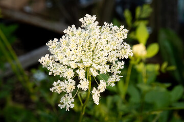 The Graceful Charm of Carrot Blossoms