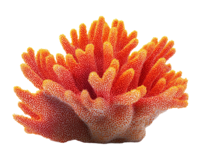 orange coral reef on white transparent background, ocean aquarium waterscape element, cutout png