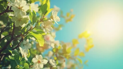 Obraz premium Blossoming branches against a clear blue sky with sunlight creating a warm ambiance for a serene springtime atmosphere