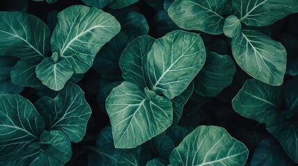 Fototapeta premium Lush Green Cabbage Leaves Growing in a Garden Bed Ready for Harvest