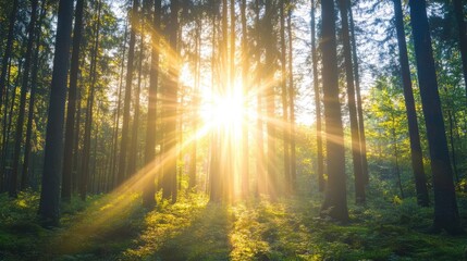 Obraz premium Sunlight filtering through a blurred forest creating an abstract background with trees and vibrant golden rays illuminating the lush greenery.