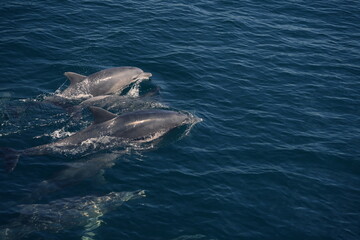 Fototapeta premium dolphin in the sea