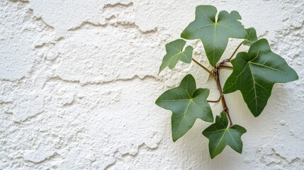Aesthetic green ivy plant against a textured white wall showcasing vibrant foliage and natural beauty in minimalistic surroundings