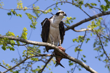 Osprey (Pandion haliaetus) perched on a tree branch, holding a partially eaten fish in its talons. Looking to the side. Blue sky above. At Lake Apopka, Florida. 
