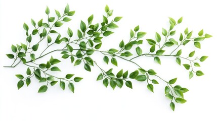Obraz premium Lush green leaves arranged artistically on a pristine white background for a fresh and natural aesthetic in design projects