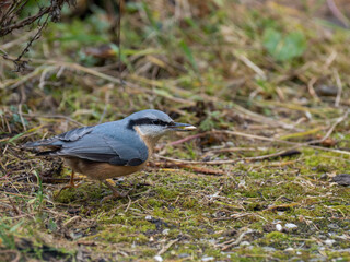 Kleiber (Sitta europaea)           ,   Kleiber 