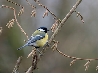 Fototapeta premium Kohlmeise (Parus major)