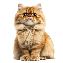 Obraz premium Persian cat isolated transparent background. PNG. Generated AI