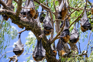 Bats, flying foxes, pteropus
