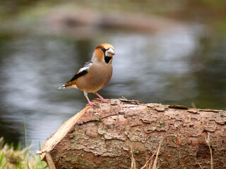 Kernbeißer (Coccothraustes