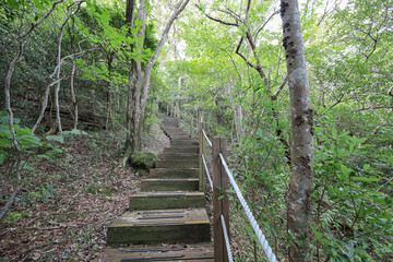 나무 사이로 지나가는 계단 숲 길 제주 제주시 조천읍 교래리 사려니숲길