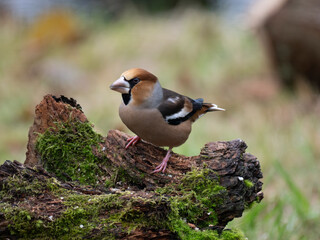 Kernbeißer (Coccothraustes