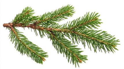 Obraz premium Detailed closeup of a green pine tree branch showcasing vibrant needles and natural texture against a white background.