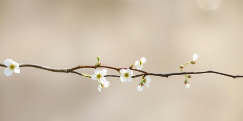 Delicate branch with white blossoms on a neutral background