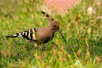 Common Hoopoe Bird Searching for Insects on Ground