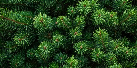 Lush close up of a green pine tree, showcasing the vibrant greenery and intricate details of the pine tree leaves, evoking a sense of tranquility and connection with nature through this greenery.