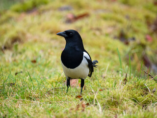 Elster (Pica pica)