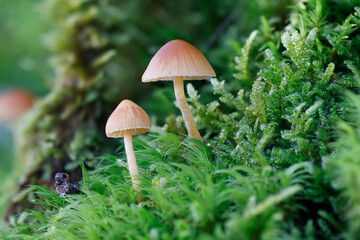 Pilze im Moos in der Eifel