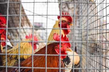 Brahma rooster in captivity for sale for breeding, Eggs Chickens ,hens in Livestock cages...