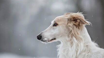 A graceful Borzoi dog with long fur gazes thoughtfully amidst falling snowflakes, cute wallpaper photography for dog lovers
