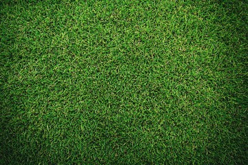 Obraz premium Green grass texture background, top view. Natural green leaf pattern.