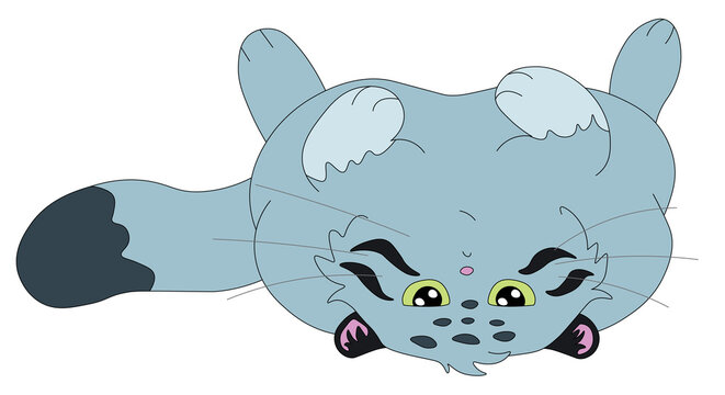 cute wild cat manul lies on its back and looks straight ahead with displeasure