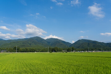 水田と山