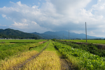 夏の田舎道