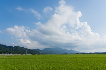 田んぼと空