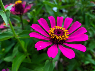 Close-up of a vibrant pink Zinnia flower
