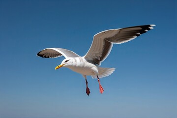 Fototapeta premium Elegant Seagull Gliding Through a Bright Blue Sky