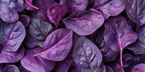 Obraz premium Close up of purple spinach leaves, highlighting the aesthetic beauty of leaves. This image showcases the vibrant colors and textures of leaves, perfect for any nature themed project.