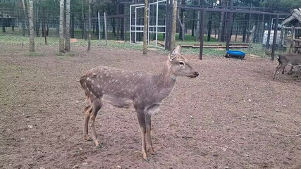 Wildlife. The female deer stands still and turns her head around