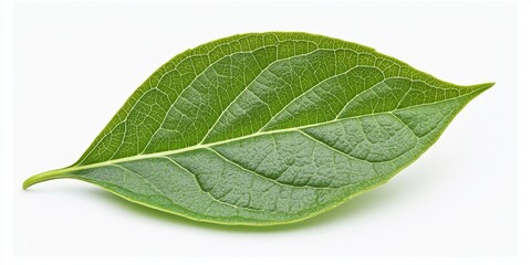 Obraz premium A lovely green leaf showcases its vibrant beauty, capturing the essence of nature s charm with this beautiful green leaf symbolizing freshness and vitality in every detail.