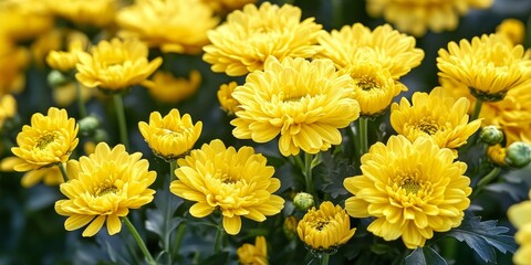 A vibrant and isolated display of yellow mums highlights the beauty of these flowers, showcasing the cheerful essence of yellow mums in a striking composition. Perfect for floral themes.