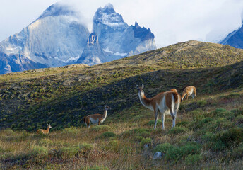 Guanaco at Torres del Paine national park
