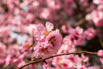 Fototapeta premium Almonds bloom in the spring garden. Beautiful bright pale pink background. A flowering tree branch in selective focus. A dreamy romantic image of spring. Atmospheric natural background. Copy space