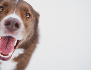 Happy, smiling brown dog against a clean backdrop.