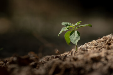 Young plant sprouting on cracked dry soil, symbolizing resilience.